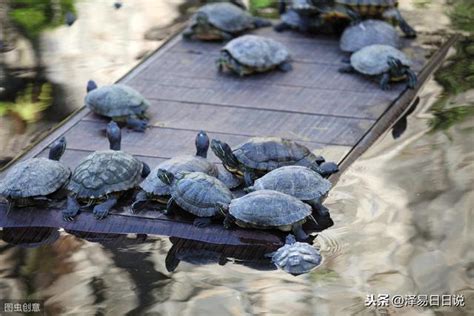 養龜 風水